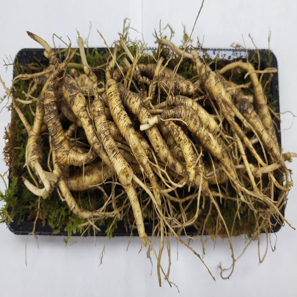 American Wild Fresh Ginseng Appalachian Mountain Panax 100% Natural Organic Fresh Wild Ginseng Root 2.5 Oz Pack (10~15 Years Old, Approximately 34pcs) King of Saponin
