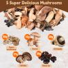 5 kinds Dried Mixed Wild Mushrooms for Cooking, 5oz(140g) Dehydrated Mushrooms Including Porcini Shiitake Oyster Portobello Fungus, Soft Texture Bold Flavor Vegan Food for Soup Pizza Noodle view 2