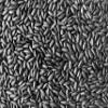Emperor's Black Rice - Non-GMO, Whole Grain, Vegan - Rich in Protein and Fiber, All Natural (10 Pounds) view 1