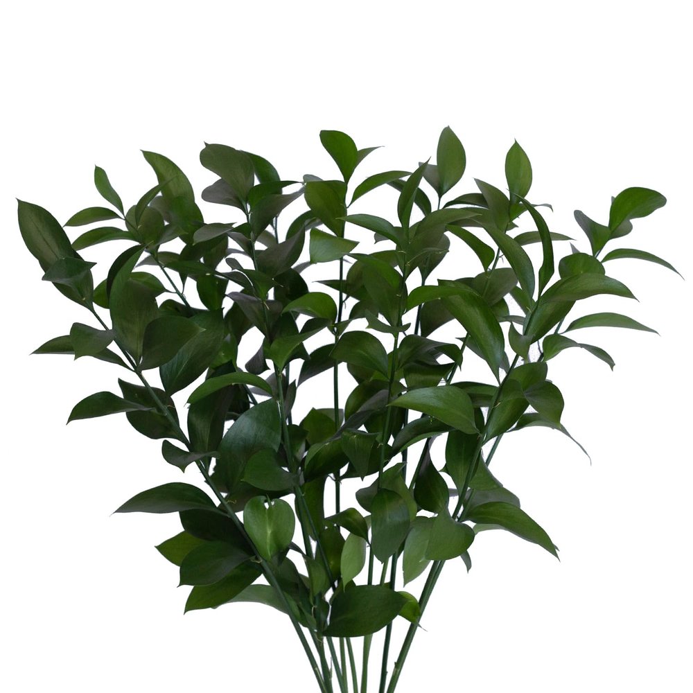 Bloomingmore | Fresh Cut Greenery | Natural Israeli Ruscus Greens | Home, Office, Wedding Decor, DIY, Party Event, Housewarming, Teacher and Engagement (100)