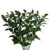 Bloomingmore | Fresh Cut Greenery | Natural Israeli Ruscus Greens | Home, Office, Wedding Decor, DIY, Party Event, Housewarming, Teacher and Engagement (100) view 1