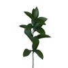 Bloomingmore | Fresh Cut Greenery | Natural Israeli Ruscus Greens | Home, Office, Wedding Decor, DIY, Party Event, Housewarming, Teacher and Engagement (100) view 2