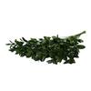Bloomingmore | Fresh Cut Greenery | Natural Israeli Ruscus Greens | Home, Office, Wedding Decor, DIY, Party Event, Housewarming, Teacher and Engagement (100) view 3
