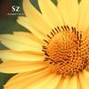 Sz Essentials - Arnica Essential Oil (Arnica Montana)  Therapeutic Grade, 100% Pure & Undiluted with Fresh Herbal Aroma for Soothing Relief, Aromatherapy, Muscle Recovery & Skin Care - Vegan 0.17 oz view 3