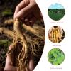 8 Years American Ginseng Root - Wisconsin Ginseng Root 15g Long American Ginseng Hand-Picked and Selected American Ginseng Root for Soup,Porridge,Tea,Etc. view 3