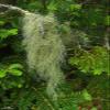Usnea Lichen Whole Wildcrafted 2oz view 2