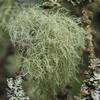 Usnea Lichen Whole Wildcrafted 2oz view 3