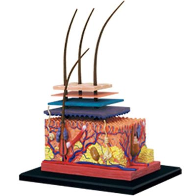 4D Human Skin Model,Hair Layer Skin Structure Study Model,19 Parts Skin Tissue Anatomical Teaching Tool,Assembly Model