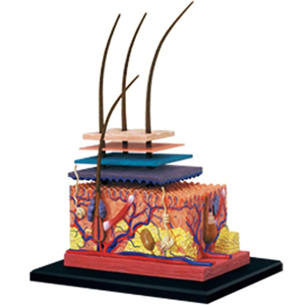 4D Human Skin Model,Hair Layer Skin Structure Study Model,19 Parts Skin Tissue Anatomical Teaching Tool,Assembly Model