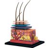 4D Human Skin Model,Hair Layer Skin Structure Study Model,19 Parts Skin Tissue Anatomical Teaching Tool,Assembly Model view 1