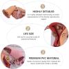 3D Human Uterus Model Human Anatomy Anatomy of The Female Reproductive System Replica Anatomy for Physicians Educational Tool view 3