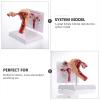 3D Human Uterus Model Human Anatomy Anatomy of The Female Reproductive System Replica Anatomy for Physicians Educational Tool view 4