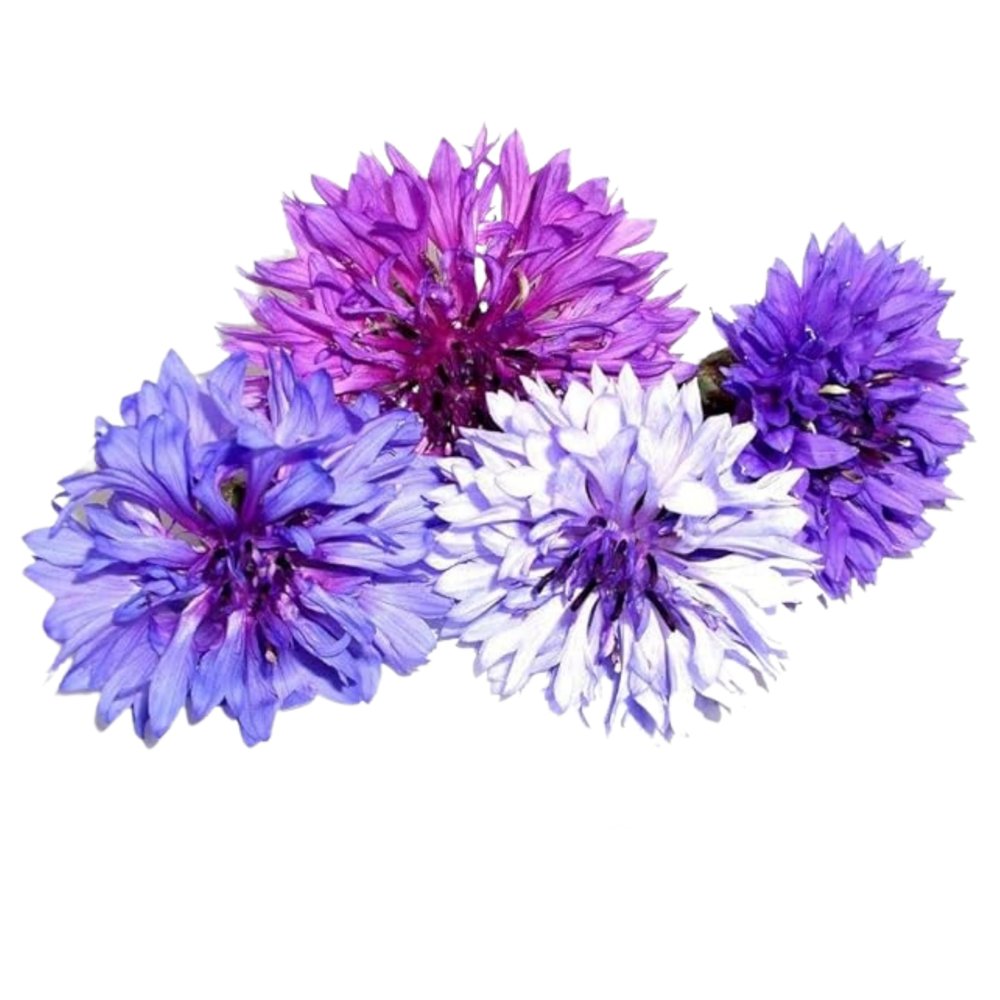 Fresh Origins Edible Flowers, Batchelor's Button, Pack of 200 Count, Gourmet Floral Garnish