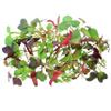 Fresh Origins-Micro Greens, Intensity Mix, 16 oz (4 Packs of 4 oz Each), Vibrant Herb Blend, Intense Flavor, Hand-Picked Fresh view 1
