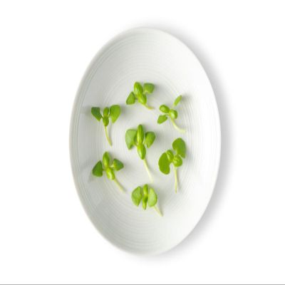 Fresh Origins-Micro Greens, Basil Lemon, 16 oz (4 packs of 4 oz each), Light Green Leaves with Lemony Flavor