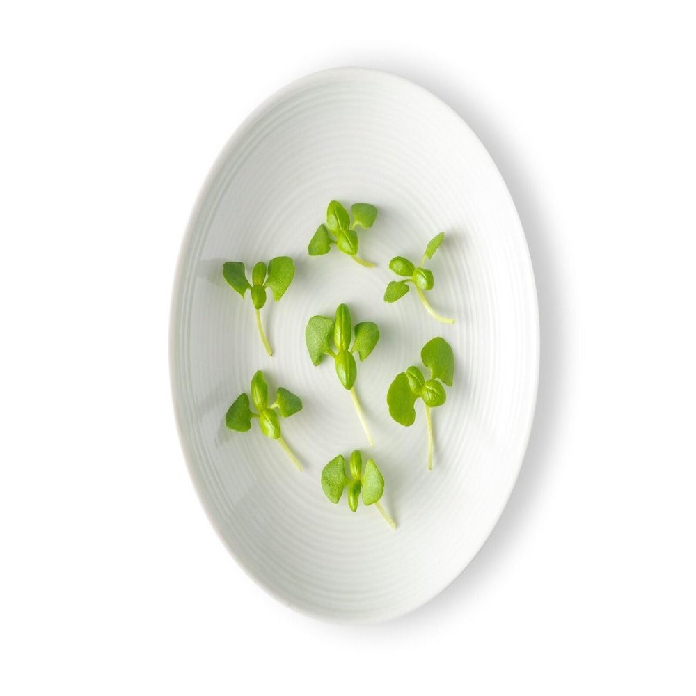 Fresh Origins-Micro Greens, Basil Lemon, 16 oz (4 packs of 4 oz each), Light Green Leaves with Lemony Flavor