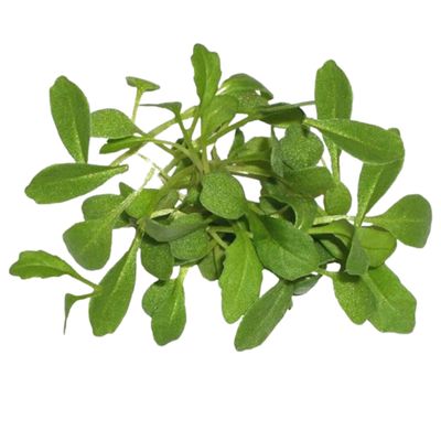 Fresh Origins-Micro Greens, Arugula Sylvetta, 16 oz (4 packs of 4 oz each), Hand-Picked Gourmet Microgreens with Strong Spicy Flavor