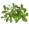 Fresh Origins-Micro Greens, Arugula Sylvetta, 16 oz (4 packs of 4 oz each), Hand-Picked Gourmet Microgreens with Strong Spicy Flavor view 1