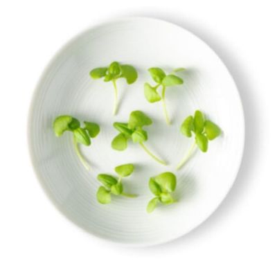 Fresh Origins Micro Greens Basil, Pack of 4, 4 oz Containers, Intense Green Leaves, Fresh Basil Flavor
