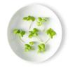 Fresh Origins Micro Greens Basil, Pack of 4, 4 oz Containers, Intense Green Leaves, Fresh Basil Flavor view 1