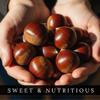 Fresh Raw Chestnuts (3 Pounds) - Premium Roasting Chestnuts for Holiday Recipes & Snacking  Farm Fresh - Christmas Snack, Naturally Sweet, High-Fiber, Non-GMO, Gluten Free view 4