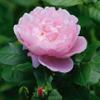 Aromatics International Premium Organic Rose Otto Essential Oil 5ml | 100% Pure Essential Oil for Diffusion & Aromatherapy view 4