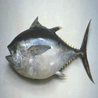 Ahi Tuna, Grade #2, Medium Loin, 5-6 lb Average, 30 lb Case, Premium Quality, Responsibly Sourced