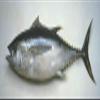 Ahi Tuna, Grade #2, Medium Loin, 5-6 lb Average, 30 lb Case, Premium Quality, Responsibly Sourced view 1
