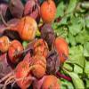 Baby Beets, Mixed, 4-6 Per Bunch, 12 Bunches, 12 lb Case - Red, Gold, and Candy Striped, Perfect for Gourmet Presentations view 1