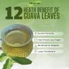 150 + Pure Quava Leaves, 3.5 oz, 100% Sun- Dried Natural & Pures. Loose Herbal Tea. Boost Immunity & Rich in Antioxidants. No Sugar, No Caffeine, No Gluten, No Soy, Vegan. view 3