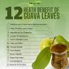 150 + Pure Quava Leaves, 3.5 oz, 100% Sun- Dried Natural & Pures. Loose Herbal Tea. Boost Immunity & Rich in Antioxidants. No Sugar, No Caffeine, No Gluten, No Soy, Vegan. view 4