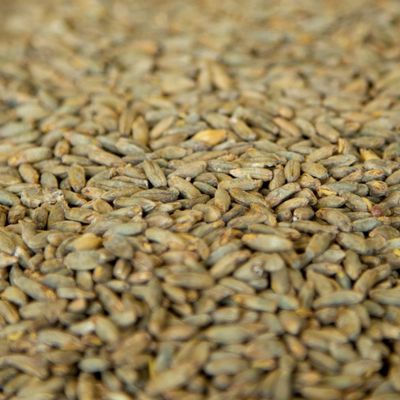 10LB Gambrinus Canadian RYE MALT Whole Grain Uncrushed