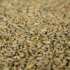10LB Gambrinus Canadian RYE MALT Whole Grain Uncrushed view 1