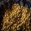 Mayocoba Peruano Dry Beans Frijoles | Bulk (2 Pounds) view 4