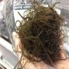 Hawaiian Red Ogo Seaweed, Fresh, 1 lb each, Avg 30 lb Case, Oceany Flavor, Nutritious and Delicious view 1