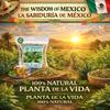Moronel Herbal Tea (4 oz) - Premium "Planta de la Vida" (Synadenium grantii) - Wildcrafted Loose Leaf Tea from Mexico - 100% Natural, Caffeine-Free, Vegan - Authentic Mexican Herbs by BEXPERTSUSA view 2