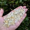 0.5 Pound Natural Semi Tumbled Gemstone Chips, Crushed Mini Crystals, Undrilled Crystal Chips (Yellow Calcite) view 4