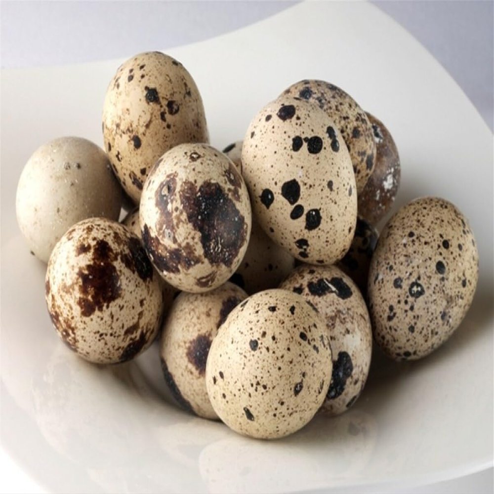 Manchester Farms Quail Eggs, All Natural, 90 Count, Fresh, Certified Humane, Gourmet Ingredient