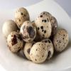 Manchester Farms Quail Eggs, All Natural, 90 Count, Fresh, Certified Humane, Gourmet Ingredient view 1