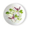 Fresh Origins-Micro Greens, Fines Herb Mix, 12 oz (4 packs of 3 oz each), French Herb Blend, Licorice and Chive Flavors, Hand-Picked view 1