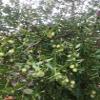 Organic Sun Dried Jujubes, 10 lbs Box view 2
