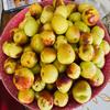 Organic Sun Dried Jujubes, 10 lbs Box view 3