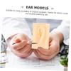 1 Pair Human Ear Models Realistic Simulation Ear for Teaching Use view 3