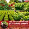TOG999 Red Raspberry Leaf Tea Bags, Spearmint, Nettle & Ginger, 40 Count view 4