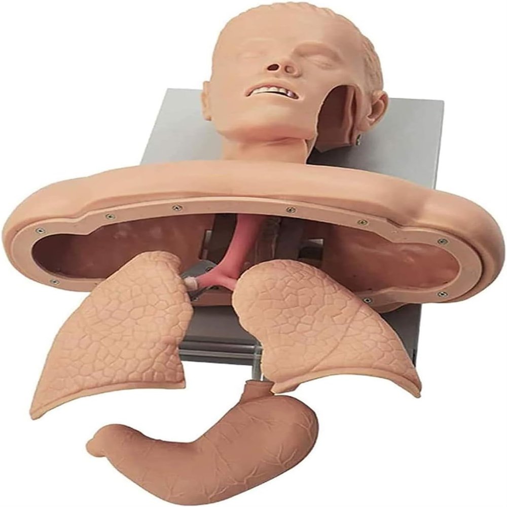 AYGJKIE Intubation Manikin Airway Management Trainer Training Manikin Intubation Head Teaching Study Model Manikin