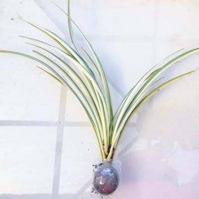 Blissful Rooted Spider Plant 10-12" H Houseplant Easy 2 Grow, Perfect for Home Decor, Indoor Plants Wedding/Party Favor (10"-12" Spider Plant with no Pot)