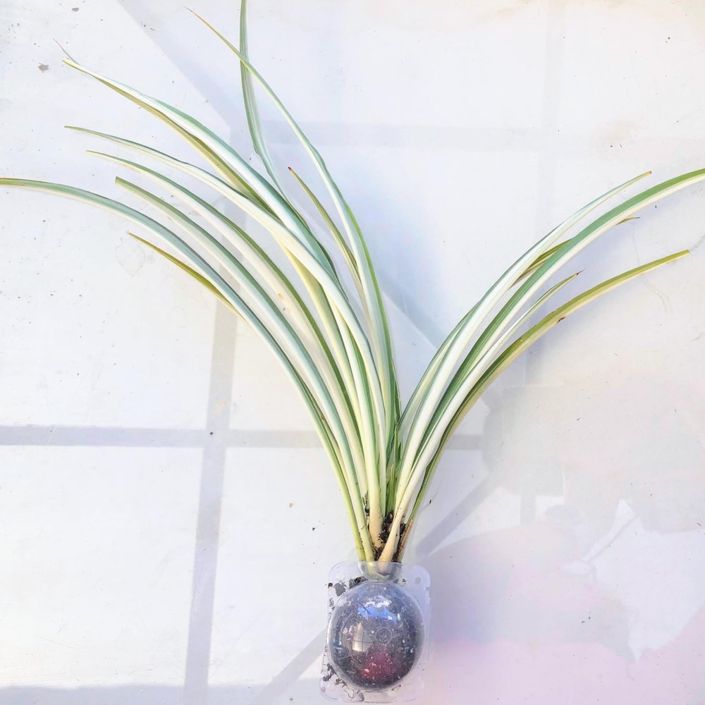 Blissful Rooted Spider Plant 10-12" H Houseplant Easy 2 Grow, Perfect for Home Decor, Indoor Plants Wedding/Party Favor (10"-12" Spider Plant with no Pot)