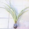 Blissful Rooted Spider Plant 10-12" H Houseplant Easy 2 Grow, Perfect for Home Decor, Indoor Plants Wedding/Party Favor (10"-12" Spider Plant with no Pot)