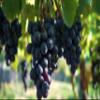 Fresh Black Seedless Grapes by RawJoy Farms view 2