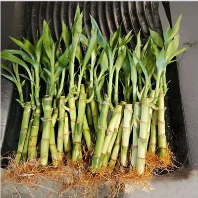 15 Lucky Bamboo stalks 4 inches Each, Gift, Perennial Indoor, Ideal Gift, Feng Shui, Bring Positive Energy